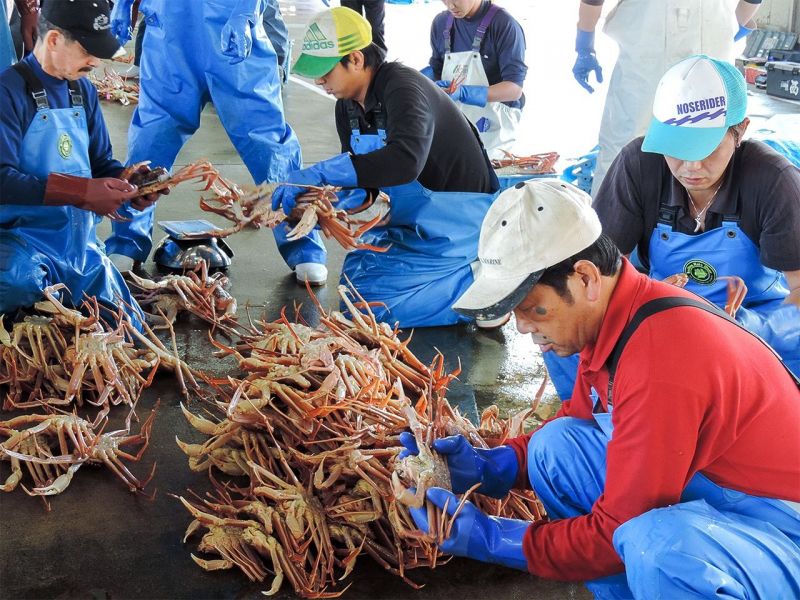 cua tuyết Nhật Bản ở shibayama cua tuyết Nhật Bản ở shibayama